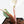 Philodendron Erubescens 'Skittles' ('White Knight Quadricolor') (wk25-UD)