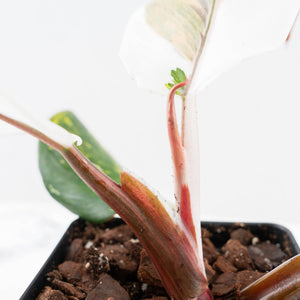 Philodendron Erubescens 'Skittles' ('White Knight Quadricolor') (wk25-UD)