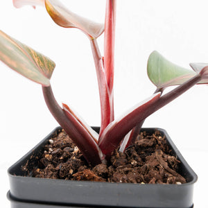 Philodendron Erubescens 'Skittles' ('White Knight Quadricolor') (wk33-U20)