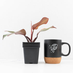 Philodendron Erubescens 'Skittles' ('White Knight Quadricolor') (wk33-U20)