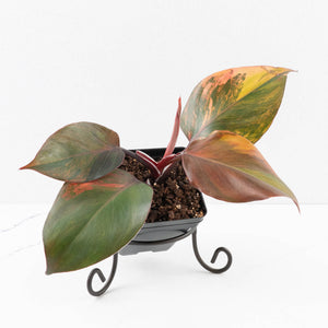 Philodendron Erubescens 'Skittles' ('White Knight Quadricolor') (wk33-U20)