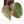 Philodendron Erubescens 'Skittles' ('White Knight Quadricolor') (wk33-U20)