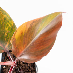 Philodendron Erubescens 'Skittles' ('White Knight Quadricolor') (wk33-U20)