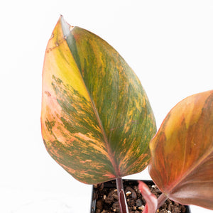 Philodendron Erubescens 'Skittles' ('White Knight Quadricolor') (wk33-U20)