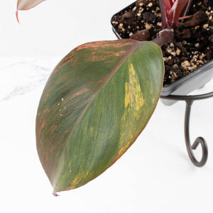 Philodendron Erubescens 'Skittles' ('White Knight Quadricolor') (wk30-UF)