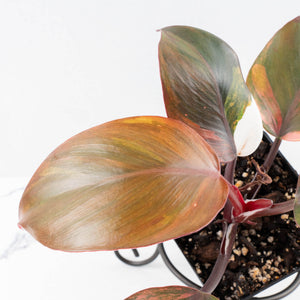 Philodendron Erubescens 'Skittles' ('White Knight Quadricolor') (wk30-UF)