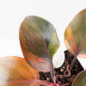 Philodendron Erubescens 'Skittles' ('White Knight Quadricolor') (wk30-UF)