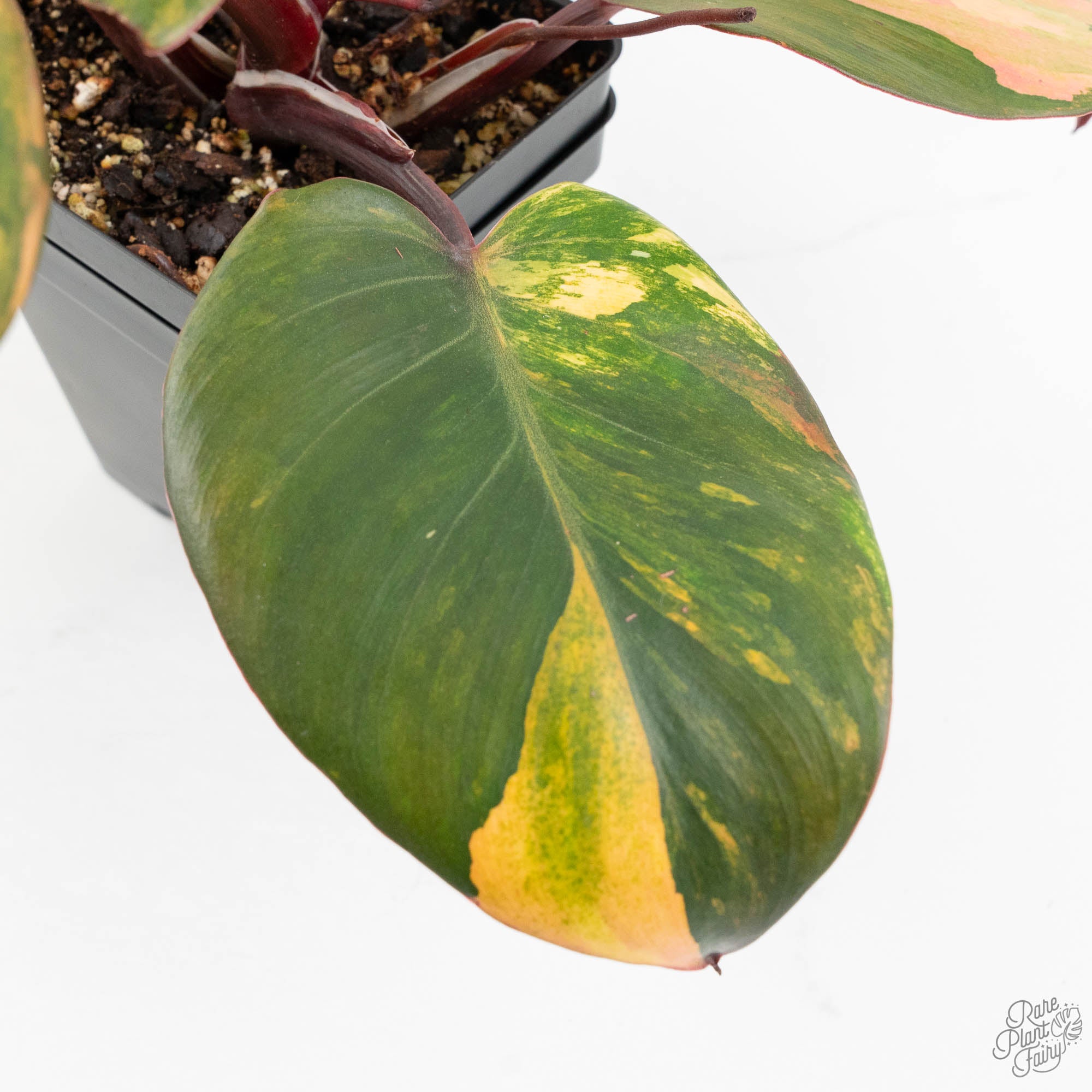 philodendron erubescens light of zartha Philodendron Erubescens 'Skittles' ('White Knight Quadricolor') (wk18- – Rare Plant Fairy