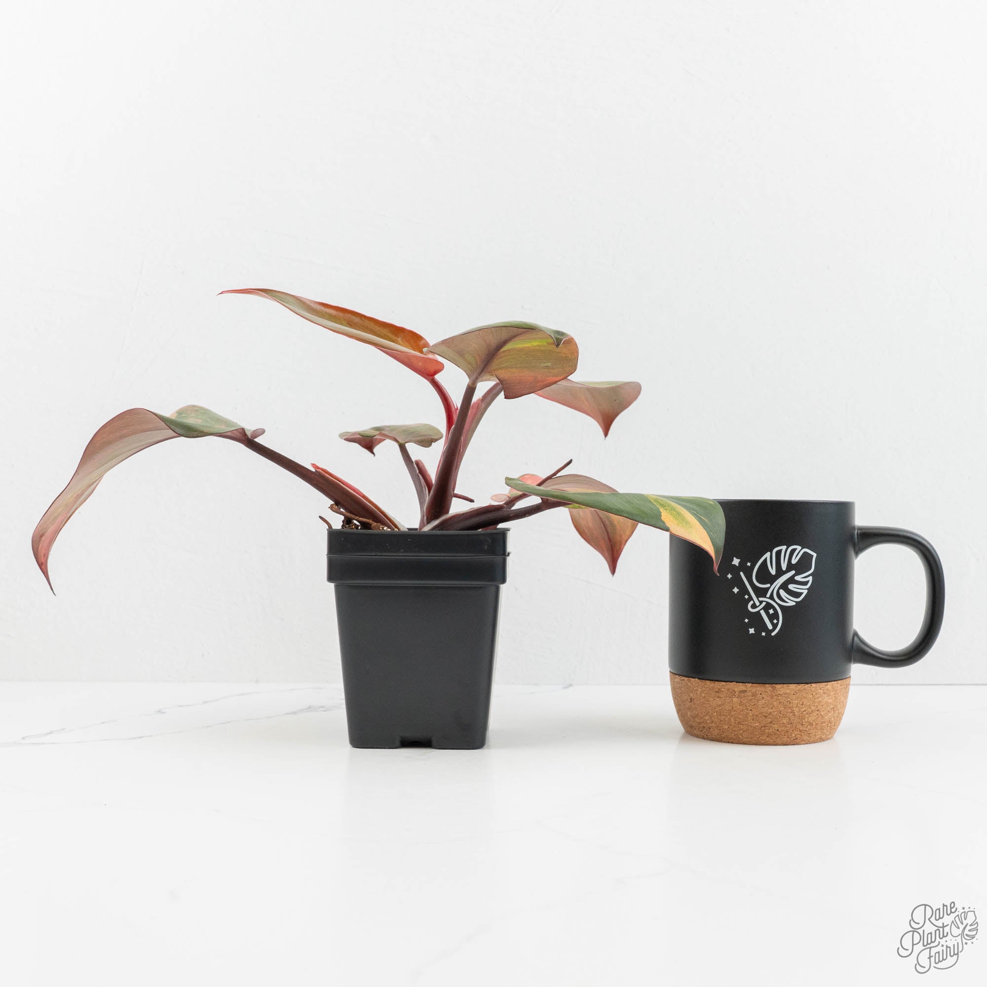 philodendron kathaleen Philodendron Erubescens 'Skittles' ('White Knight Quadricolor') (wk18- – Rare Plant Fairy