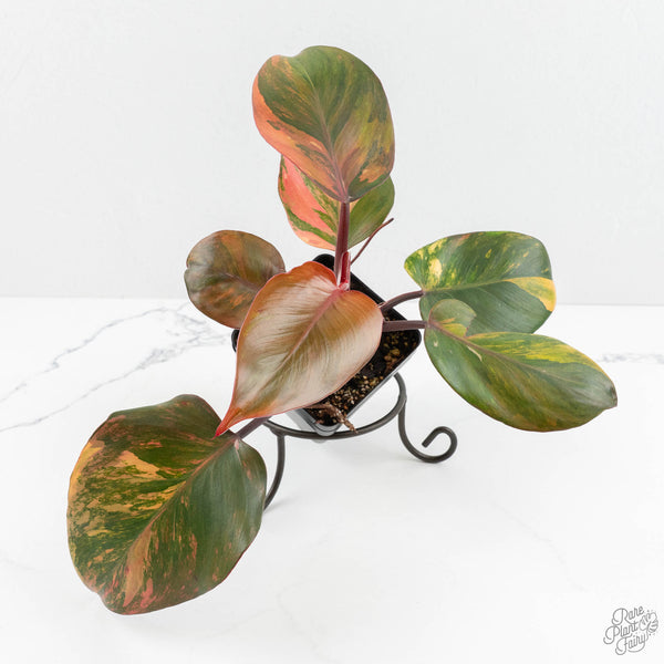 red leaf pothos Philodendron Erubescens 'Skittles' ('White Knight Quadricolor') (wk18- – Rare Plant Fairy