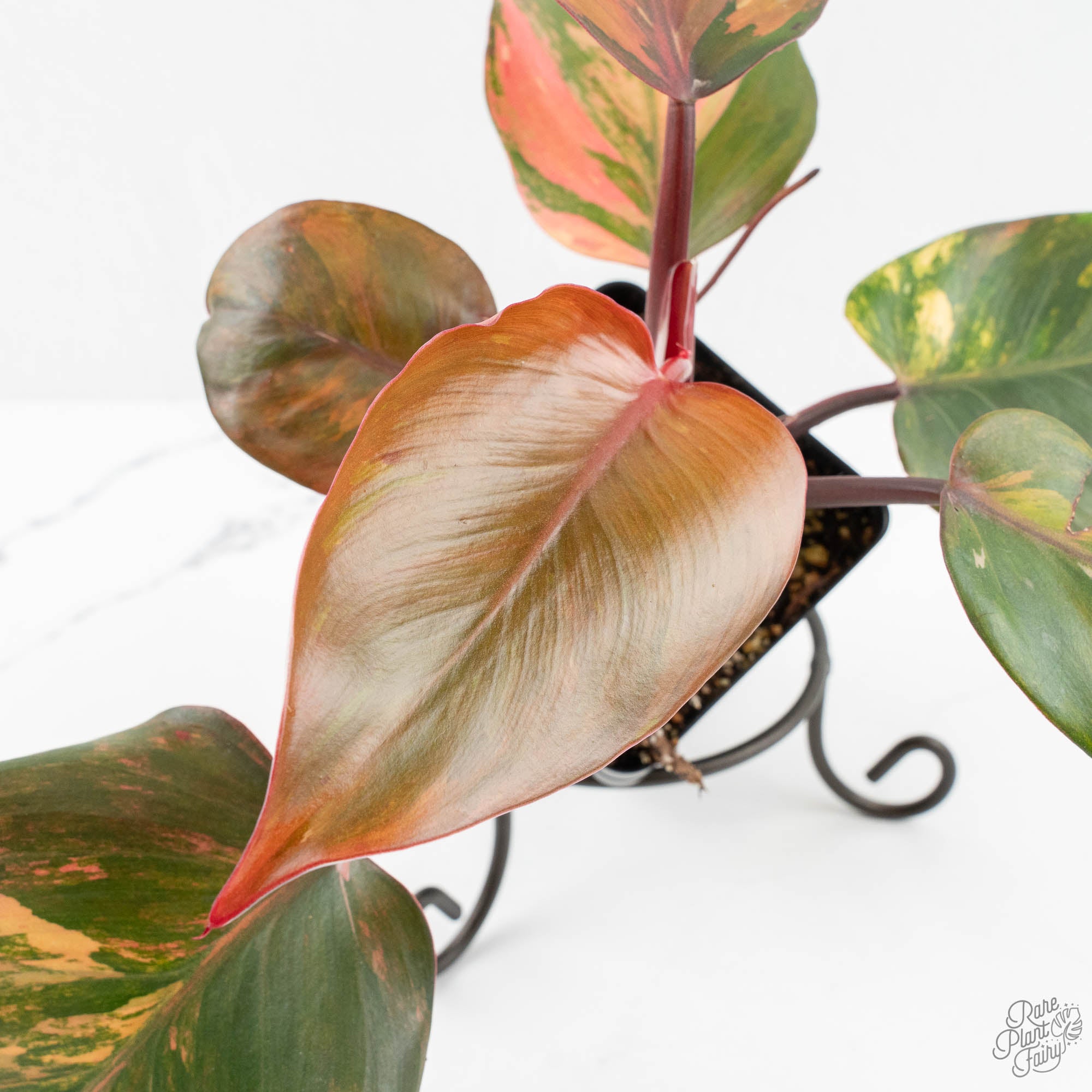 philodendron erubescens light of zartha Philodendron Erubescens 'Skittles' ('White Knight Quadricolor') (wk18- – Rare Plant Fairy