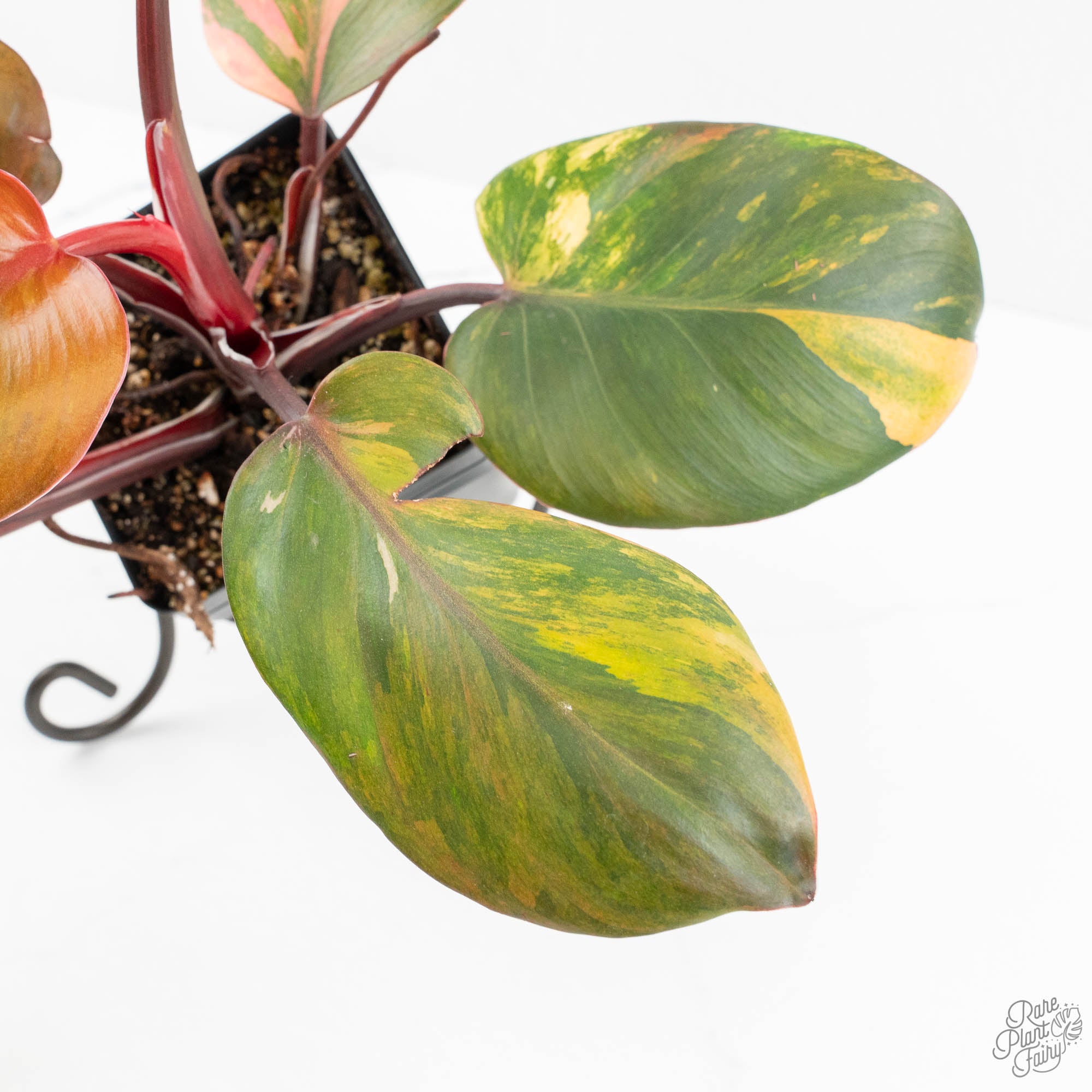 philodendron erubescens light of zartha Philodendron Erubescens 'Skittles' ('White Knight Quadricolor') (wk18- – Rare Plant Fairy
