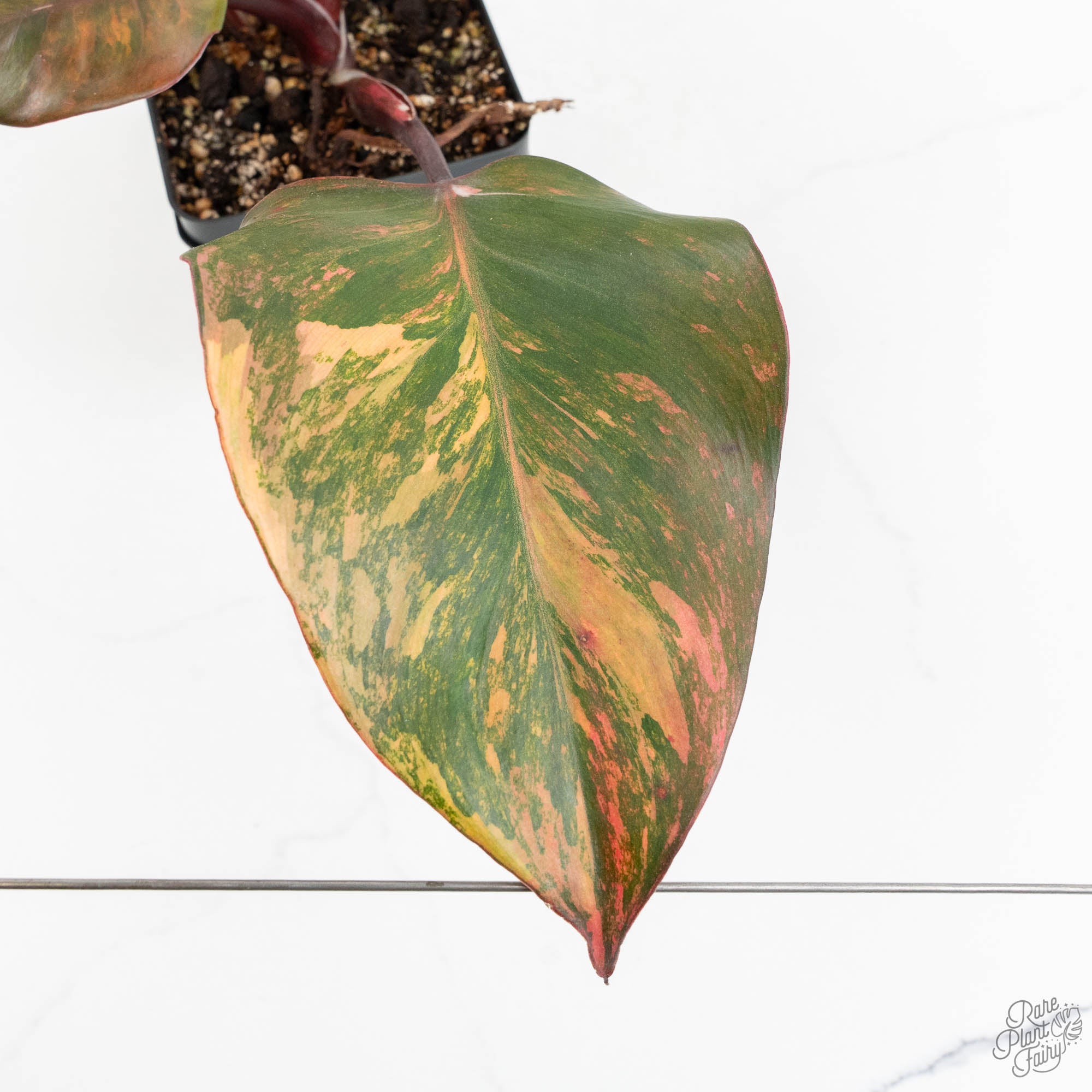 philodendron quinquelobum Philodendron Erubescens 'Skittles' ('White Knight Quadricolor') (wk18- – Rare Plant Fairy