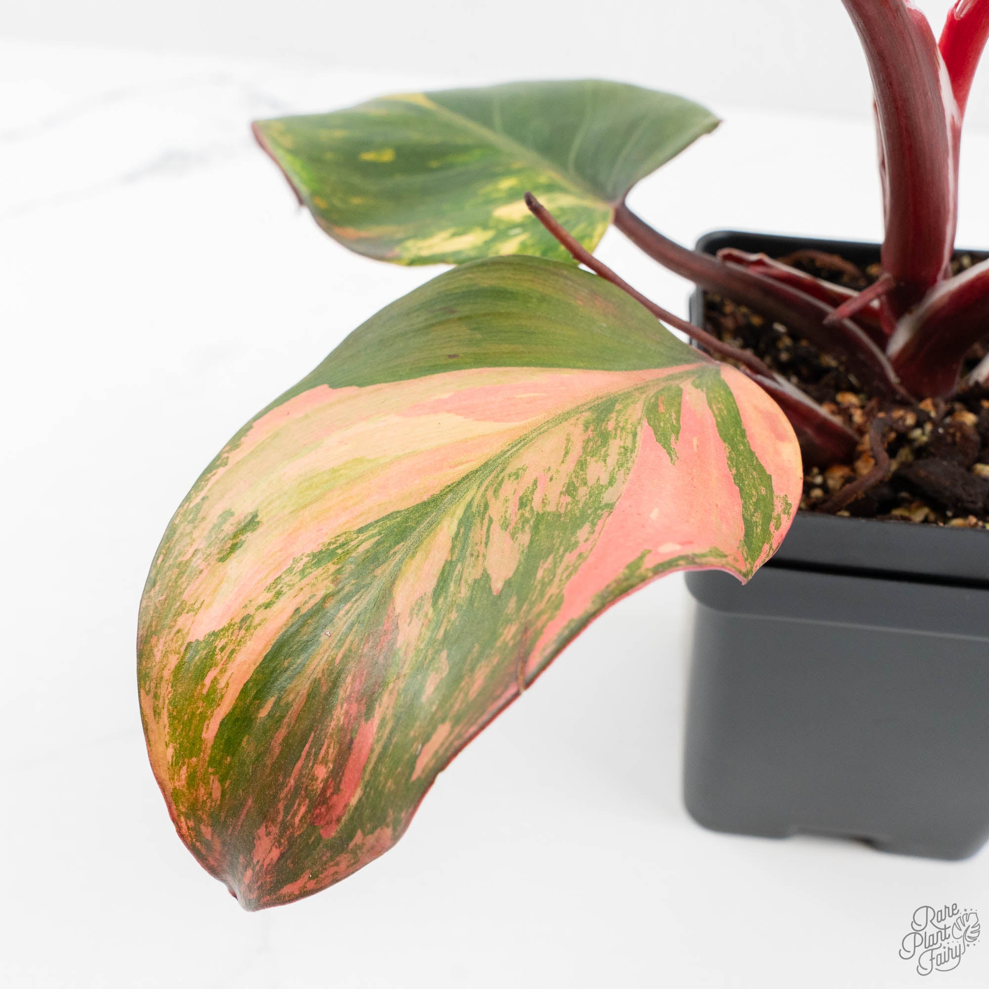 philodendron pink knight Philodendron Erubescens 'Skittles' ('White Knight Quadricolor') (wk18- – Rare Plant Fairy