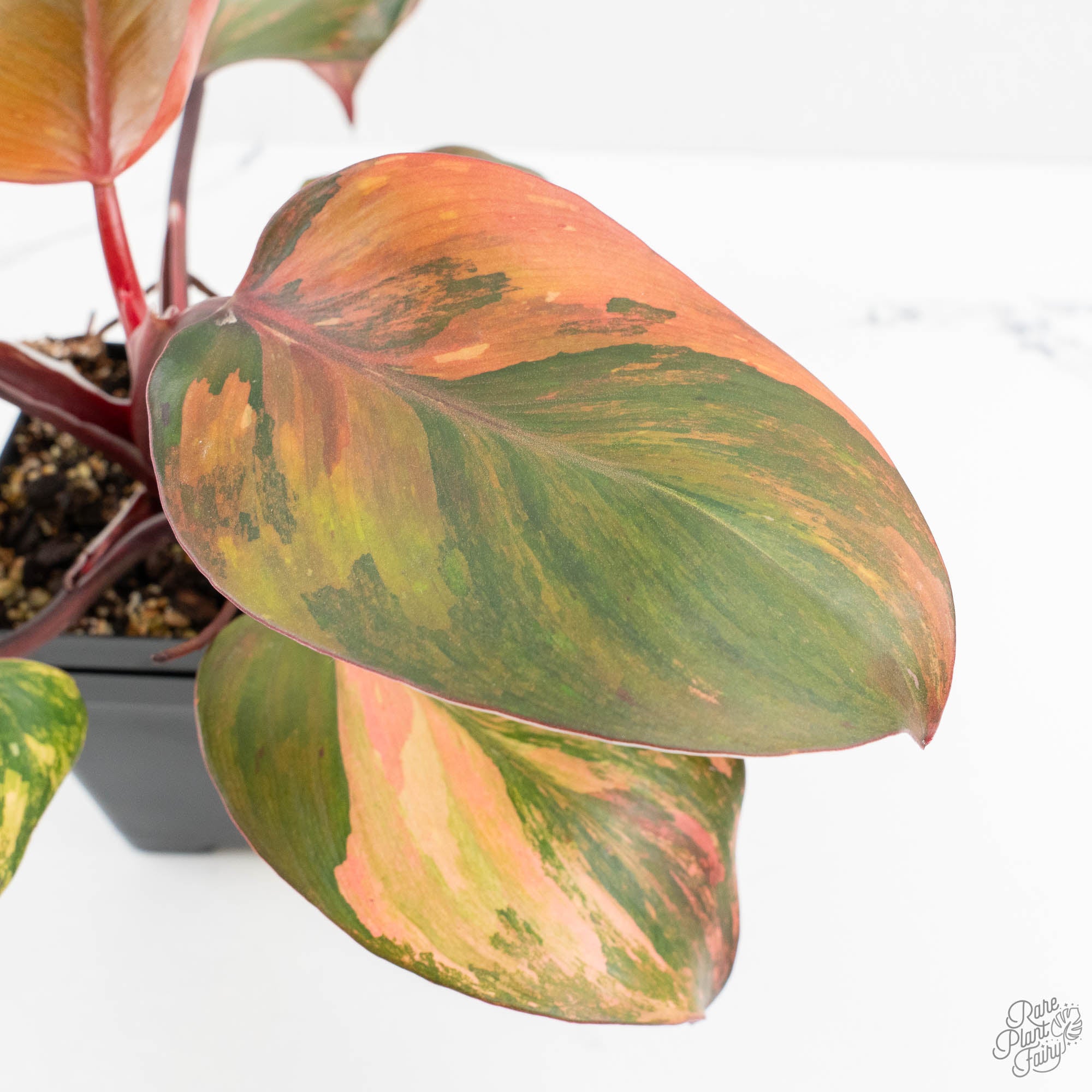 philodendron red knight Philodendron Erubescens 'Skittles' ('White Knight Quadricolor') (wk18- – Rare Plant Fairy