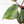 Philodendron Erubescens 'Skittles' ('White Knight Quadricolor') (wk26-UF)