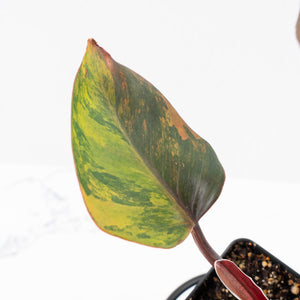 Philodendron Erubescens 'Skittles' ('White Knight Quadricolor') (wk26-UF)