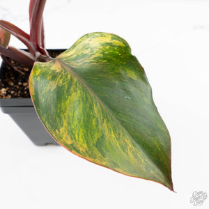 Philodendron Erubescens 'Skittles' ('White Knight Quadricolor') (wk26-UF)
