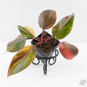 Philodendron Erubescens 'Skittles' ('White Knight Quadricolor') (wk28-UI)