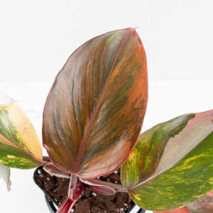 Philodendron Erubescens 'Skittles' ('White Knight Quadricolor') (wk28-UI)