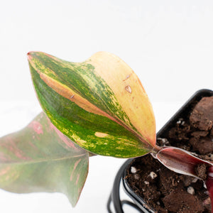 Philodendron Erubescens 'Skittles' ('White Knight Quadricolor') (wk28-UI)