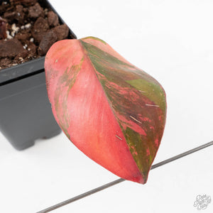 Philodendron Erubescens 'Skittles' ('White Knight Quadricolor') (wk28-UI)
