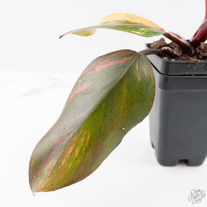 Philodendron Erubescens 'Skittles' ('White Knight Quadricolor') (wk28-UI)