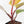 Philodendron Erubescens 'Skittles' ('White Knight Quadricolor') (wk42-U173)