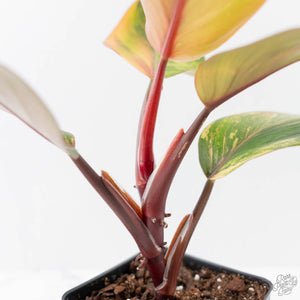 Philodendron Erubescens 'Skittles' ('White Knight Quadricolor') (wk42-U173)