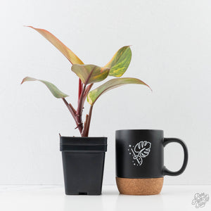 Philodendron Erubescens 'Skittles' ('White Knight Quadricolor') (wk42-U173)