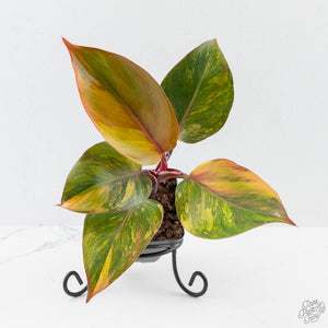 Philodendron Erubescens 'Skittles' ('White Knight Quadricolor') (wk42-U173)