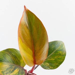 Philodendron Erubescens 'Skittles' ('White Knight Quadricolor') (wk42-U173)