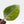 Philodendron Erubescens 'Skittles' ('White Knight Quadricolor') (wk42-U173)