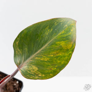 Philodendron Erubescens 'Skittles' ('White Knight Quadricolor') (wk42-U173)