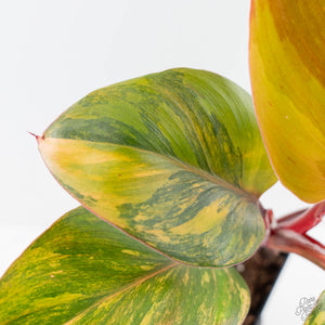 Philodendron Erubescens 'Skittles' ('White Knight Quadricolor') (wk42-U173)