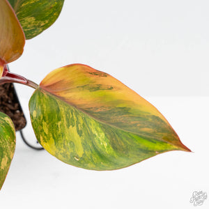 Philodendron Erubescens 'Skittles' ('White Knight Quadricolor') (wk42-U173)