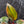 Philodendron Erubescens 'Skittles' ('White Knight Quadricolor') (wk40-U20)