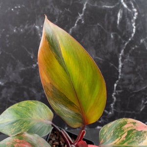 Philodendron Erubescens 'Skittles' ('White Knight Quadricolor') (wk40-U20)