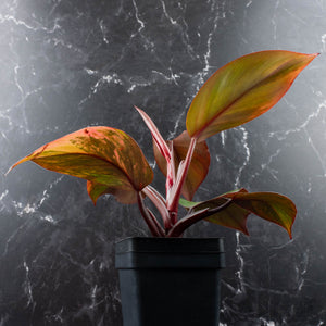Philodendron Erubescens 'Skittles' ('White Knight Quadricolor') (wk40-U20)