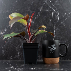 Philodendron Erubescens 'Skittles' ('White Knight Quadricolor') (wk40-U20)