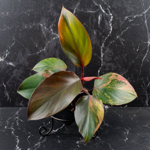 Philodendron Erubescens 'Skittles' ('White Knight Quadricolor') (wk40-U20)