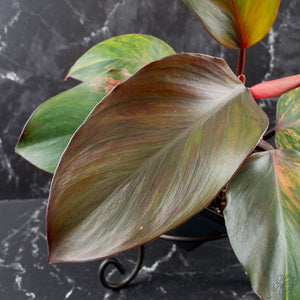 Philodendron Erubescens 'Skittles' ('White Knight Quadricolor') (wk40-U20)
