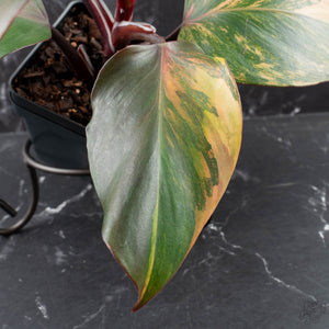 Philodendron Erubescens 'Skittles' ('White Knight Quadricolor') (wk40-U20)