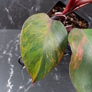 Philodendron Erubescens 'Skittles' ('White Knight Quadricolor') (wk40-U20)