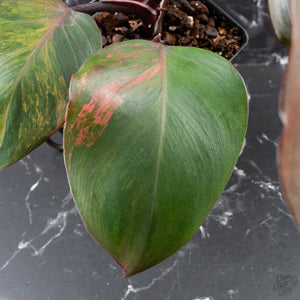 Philodendron Erubescens 'Skittles' ('White Knight Quadricolor') (wk40-U20)