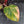 Philodendron Erubescens 'Skittles' ('White Knight Quadricolor') (wk40-U20)