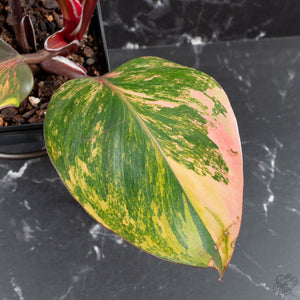 Philodendron Erubescens 'Skittles' ('White Knight Quadricolor') (wk40-U20)