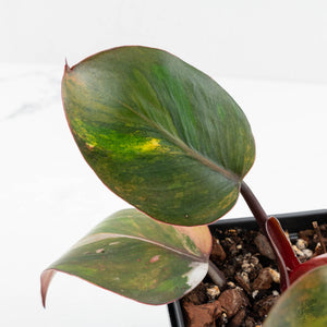 Philodendron Erubescens 'Skittles' ('White Knight Quadricolor') (wk17-UI)