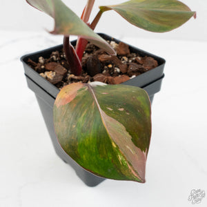 Philodendron Erubescens 'Skittles' ('White Knight Quadricolor') (wk17-UI)