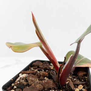 Philodendron Erubescens 'Skittles' ('White Knight Quadricolor') (wk17-UI)